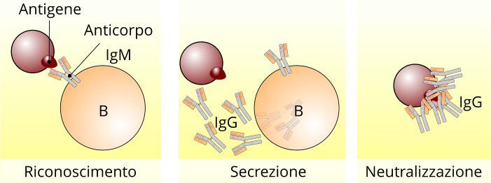 Reazione immunitaria mediata da un linfocita B e i relativi anticorpi